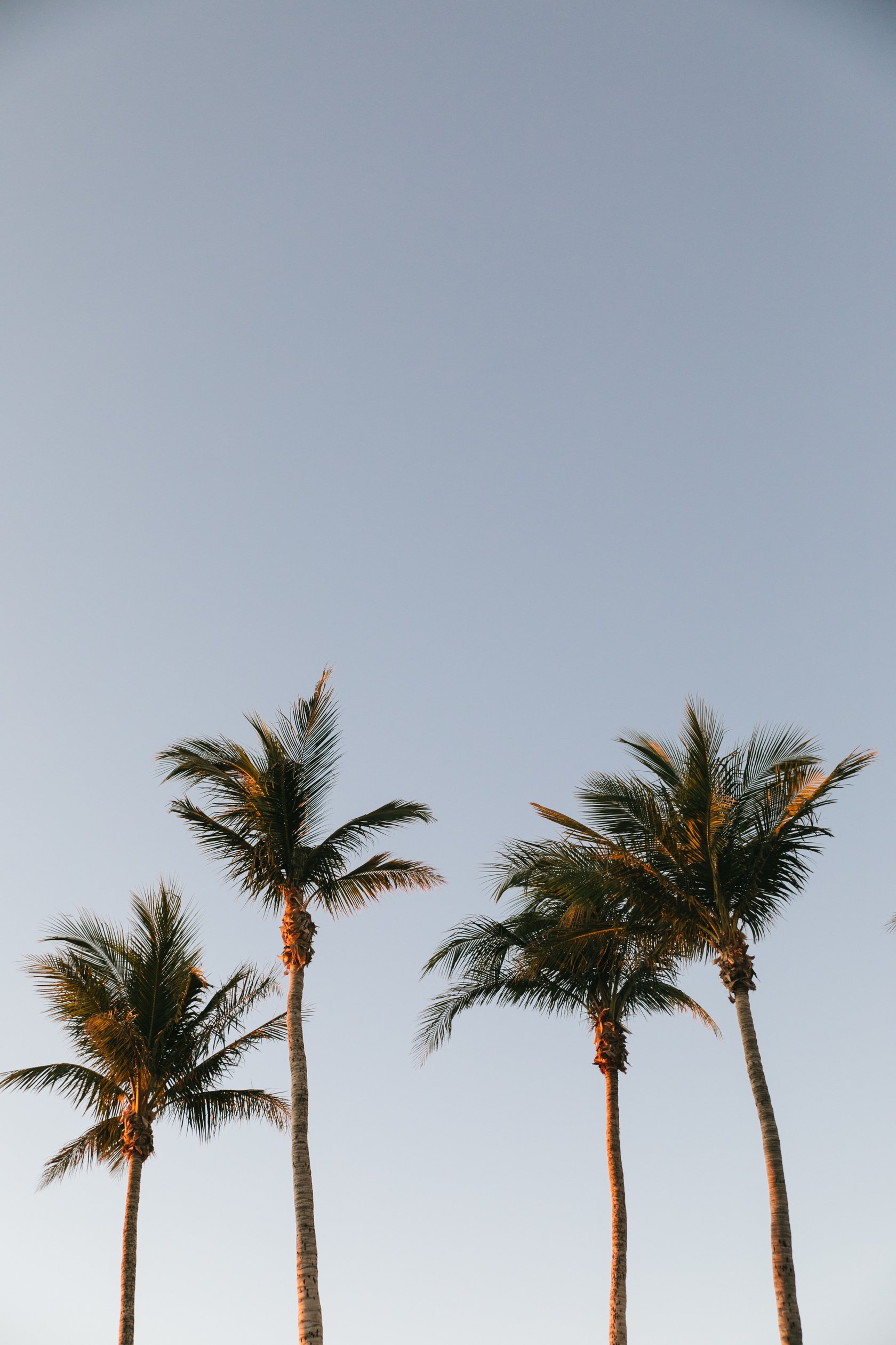 Palm Trees Under a Blue Sky